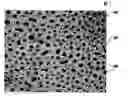 Fig. 01 - Monodisperse nanoparticles and method of making