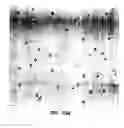Fig. 16 - Novel therapeutic delivery systems