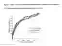 Fig. 07 - Method for Diagnosing Prognosing Inflammatory Bowel Disease and Crohn's Disease