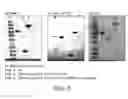 Fig. 04 - Protein Complex Using An Immunoglobulin Fragment and Method For The Preparation Thereof