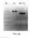 Fig. 08 - Protein Complex Using An Immunoglobulin Fragment and Method For The Preparation Thereof