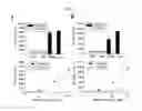 Fig. 02 - COMPOSITION FOR IMPROVING TLR-MEDIATED CELLULAR IMMUNITY COMPRISING POLY-GAMMA-GLUTAMIC ACID