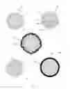 Fig. 02 - Artificial micro-gland