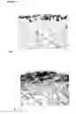 Fig. 02 - Method for dermal regeneration by administering an ether cross-linked glucomannan/hyaluronic acid composition