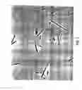 Fig. 08 - Stabilized protein crystals, formulations comprising them and methods of making them