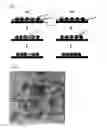 Fig. 02 - Colloidal photonic crystals using colloidal nanoparticles and method for preparation thereof