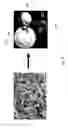 Fig. 06 - TiOnanostructures, membranes and films, and methods of making same