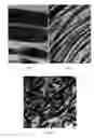Fig. 02 - Method for obtaning thin fibril collagen by contacting native collagen with an antibody