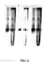 Fig. 09 - Compositions and methods for sequence determination