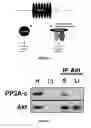 Fig. 02 - Methods for identifying compounds that regulate beta-arrestin signaling complexes