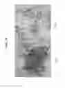 Fig. 11 - PLANT STEM CELL LINE DERIVED FROM QUIESCENT CENTER AND METHOD FOR ISOLATING THE SAME