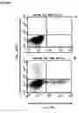 Fig. 02 - TH-17 CELLS