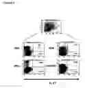 Fig. 04 - TH-17 CELLS