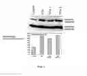 Fig. 02 - SYSTEMS, METHODS AND COMPOSITIONS FOR REDUCTION OF INJURY FROM RADIATION EXPOSURE