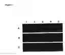 Fig. 06 - Peptide and protein preservation method