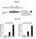 Fig. 03 - Peptide Aptamers Against Tenascin C