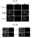 Fig. 07 - Peptide Aptamers Against Tenascin C