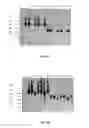 Fig. 03 - METHOD FOR PURIFYING AN FC-CONTAINING PROTEIN