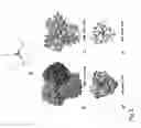 Fig. 04 - PROTEIN NODES FOR CONTROLLED NANOSCALE ASSEMBLY