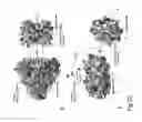 Fig. 23 - PROTEIN NODES FOR CONTROLLED NANOSCALE ASSEMBLY