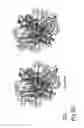 Fig. 24 - PROTEIN NODES FOR CONTROLLED NANOSCALE ASSEMBLY