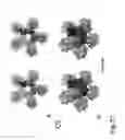 Fig. 28 - PROTEIN NODES FOR CONTROLLED NANOSCALE ASSEMBLY