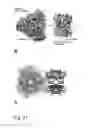 Fig. 52 - PROTEIN NODES FOR CONTROLLED NANOSCALE ASSEMBLY