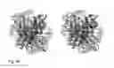 Fig. 53 - PROTEIN NODES FOR CONTROLLED NANOSCALE ASSEMBLY