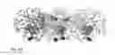 Fig. 55 - PROTEIN NODES FOR CONTROLLED NANOSCALE ASSEMBLY