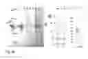 Fig. 60 - PROTEIN NODES FOR CONTROLLED NANOSCALE ASSEMBLY