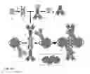 Fig. 70 - PROTEIN NODES FOR CONTROLLED NANOSCALE ASSEMBLY