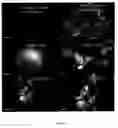 Fig. 08 - Fluorescent cellular markers