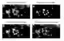 Fig. 01 - Fluorescent dyes and complexes