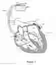 Fig. 02 - Cardiac response classification using retriggerable classification windows