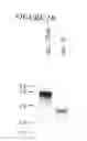 Fig. 03 - DNA regulatory element for the expression of transgenes in neurons of a subject and uses thereof