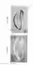 Fig. 07 - DNA regulatory element for the expression of transgenes in neurons of a subject and uses thereof