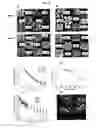Fig. 32 - Method for improving stress resistance in plants and materials therefor