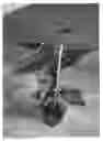 Fig. 01 - VARIETY OF PRUNUS ROOTSTOCK NAMED 'TEMPROPAC'