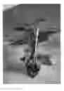 Fig. 02 - VARIETY OF PRUNUS ROOTSTOCK NAMED 'TEMPROPAC'