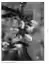 Fig. 04 - VARIETY OF PRUNUS ROOTSTOCK NAMED 'TEMPROPAC'