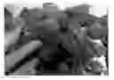 Fig. 01 - Raspberry Plant Named 'Pacific Royale'