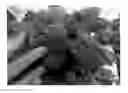 Fig. 02 - Raspberry Plant Named 'Pacific Royale'