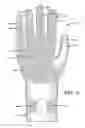 Fig. 06 - Ambidextrous glove