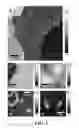 Fig. 02 - SELF-ASSEMBLED ORGANIC MONOLAYERS ON GRAPHENE AND METHODS OF MAKING AND USING