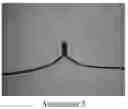 Fig. 08 - Cluster Lamp having Wire with Meshed Layer