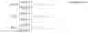 Fig. 09 - MIMO codebook generation