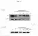 Fig. 33 - NOVEL BONE MASS INCREASING AGENT