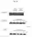 Fig. 35 - NOVEL BONE MASS INCREASING AGENT