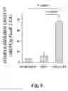 Fig. 10 - Nanoparticles for brain tumor imaging
