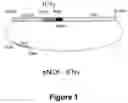 Fig. 02 - HUMAN INTERFERON-GAMMA (INFGAMMA) VARIANTS